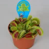 Dionaea muscipula p12 h10|ohgreen Discount