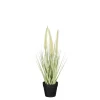 Dogtail in pot groen - h40xd15cm|ohgreen Online