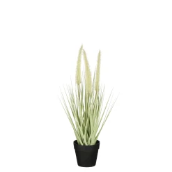 Dogtail in pot groen - h40xd15cm|ohgreen Online