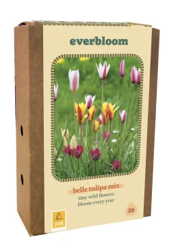 Doos 'everbloom' met 20 bloembollen tulipa belle tulipa mix|ohgreen Online