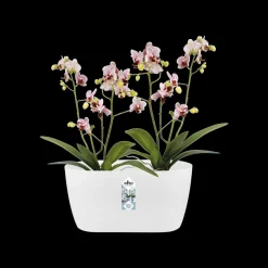 Duo orchidee 25cm|ohgreen Hot