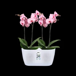 Duo orchidee 25cm|ohgreen New