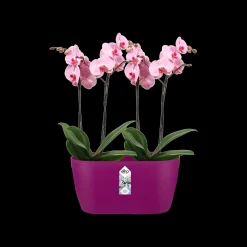 Duo orchidee 25cm|ohgreen Discount