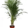 Dypsis lutescens p27 h160|ohgreen Clearance
