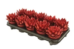 Echeveria Miranda Rainbow red|ohgreen