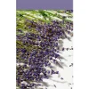 Essentials scented stick lavender touch|ohgreen Hot