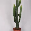 Euphorbia cowboycactus|ohgreen