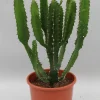 Euphorbia triangularis|ohgreen Outlet