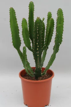 Euphorbia triangularis|ohgreen Outlet
