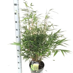 Fargesia robusta formidable p23 niet woekerende bamboe|ohgreen New