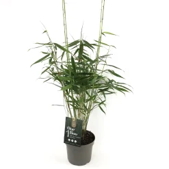 Fargesia r.pingwu p17 niet woekerende bamboe|ohgreen