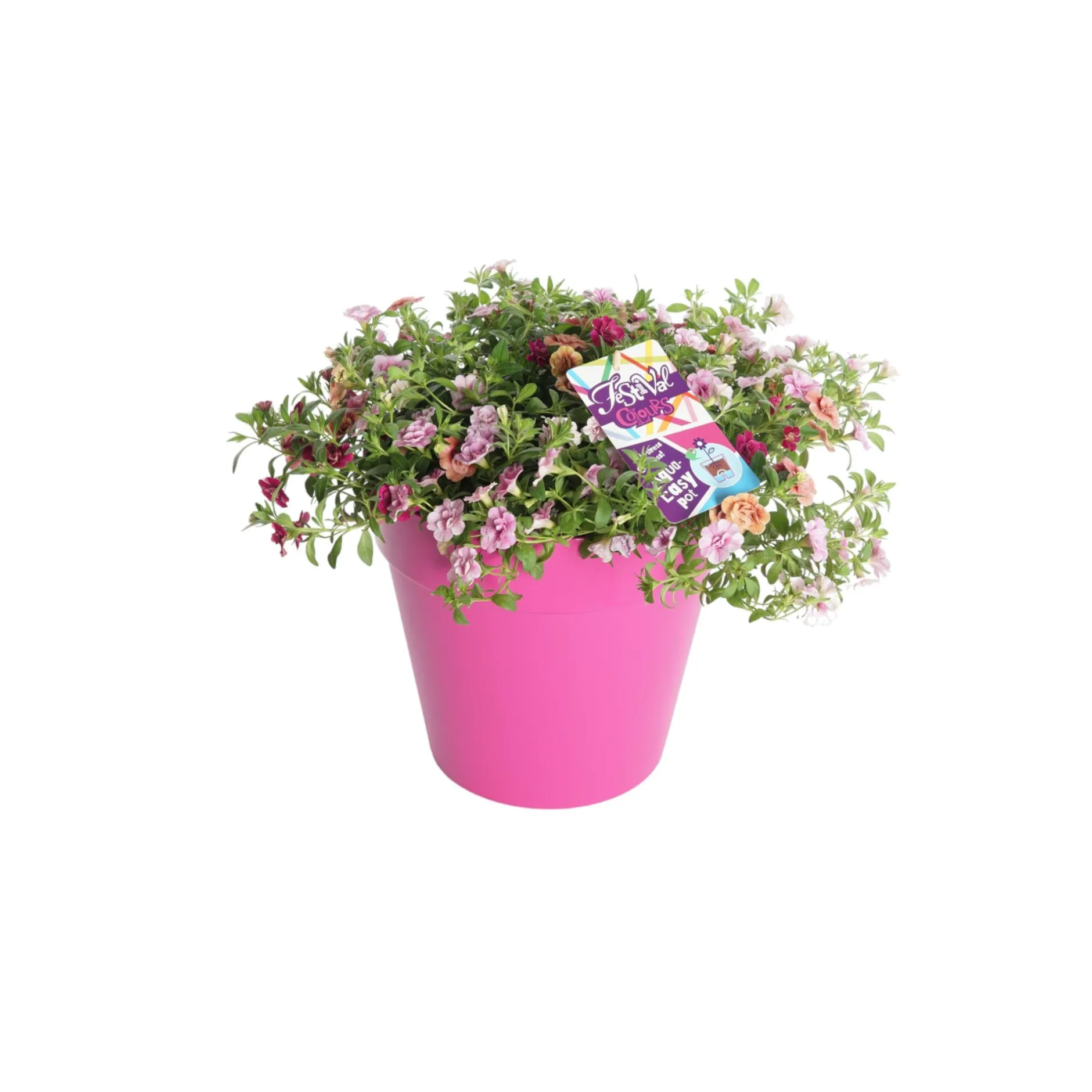 Festival kleuren in pot Aqua-Easy|ohgreen Best