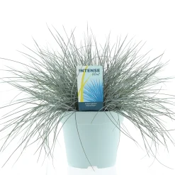 Festuca glauca of blauw zwenkgras p17 h25|ohgreen Best