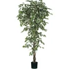 Ficus bont in plastic pot - h210xd100cm|ohgreen Online