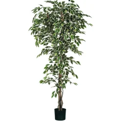 Ficus bont in plastic pot - h210xd100cm|ohgreen Online