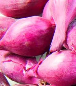 Franse plantsjalot mikor 15/40 500g|ohgreen Clearance