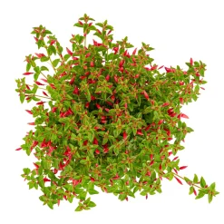 Fuchsia Chilli Red|ohgreen Best