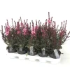Gaura of prachtkaars p12 h25|ohgreen