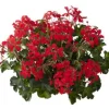 Geranium hang p12|ohgreen Online