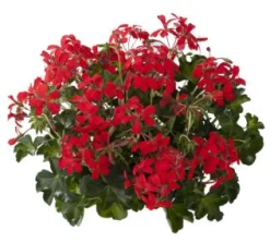 Geranium hang p12|ohgreen Online