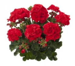 Geranium recht p12|ohgreen New