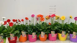 Gerbera garvinea p19|ohgreen New