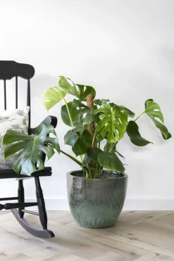 Glazed egg pot moss green|ohgreen Hot