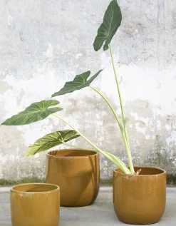 Glazed shades Pot mosterd d22 h20|ohgreen Online