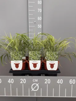 Hakonechloa macra|ohgreen New