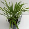 Hakonechloa macra ( Hakonegras )|ohgreen Outlet
