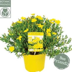 Halimium april sun p17 h30|ohgreen Best