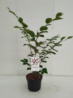 Hamamelis intermedia Feuerzauber ( Toverhazelaar )|ohgreen New