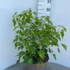 Hedera helix Arborescens ( Struikklimop )|ohgreen Clearance