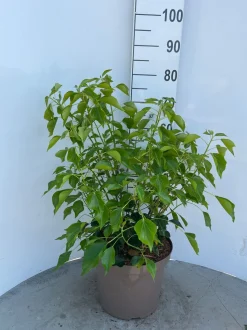 Hedera helix Arborescens ( Struikklimop )|ohgreen Clearance