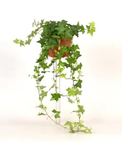 Hedera helix groen p13 h20|ohgreen New