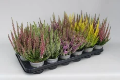 Heide Garden Girls|ohgreen Online