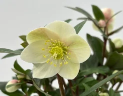 Helleborus in varieteiten|ohgreen Hot