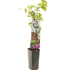 Herfst framboos p11|ohgreen Sale