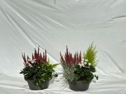 Herfstschalen|ohgreen Online