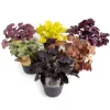 Heuchera indian summer (Purperklokje)|ohgreen Discount