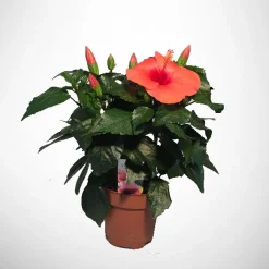 Hibiscus Rosa Sinensis|ohgreen Sale