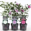 Hibiscus syriacus of tuinhibiscus p19 h60|ohgreen New