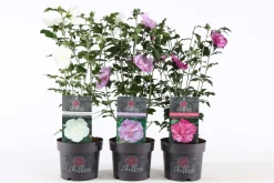 Hibiscus syriacus of tuinhibiscus p19 h60|ohgreen New