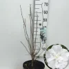 Hibiscus syriacus of tuinhibiscus p27 h62|ohgreen Hot
