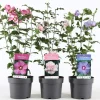 Hibiscus syriacus of tuinhibiscus|ohgreen Discount