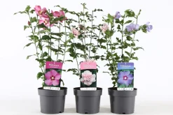 Hibiscus syriacus of tuinhibiscus|ohgreen Discount