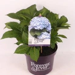 Hortensia forever & ever blauw p23|ohgreen