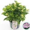 Hortensia macrophylla p23|ohgreen Best