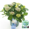 Hortensia magical revolution blauw p23|ohgreen New
