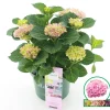 Hortensia magical revolution roze p23|ohgreen Best